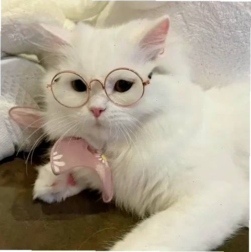 mèo meme love vui nhộn
