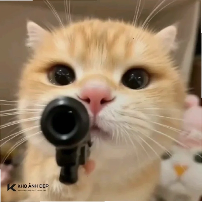 mèo meme love vui nhộn