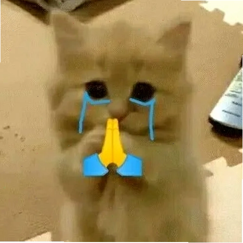 Mèo quỳ lạy cầu xin meme