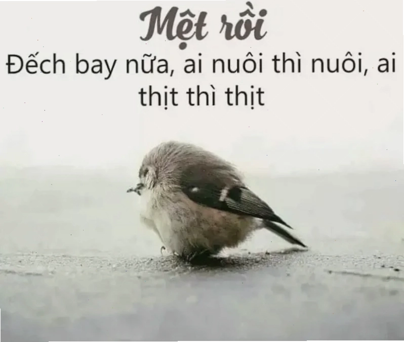 mệt mỏi meme