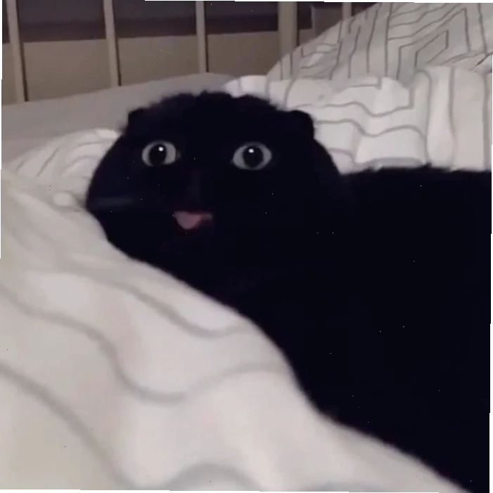 mlem meme biểu cảm hài