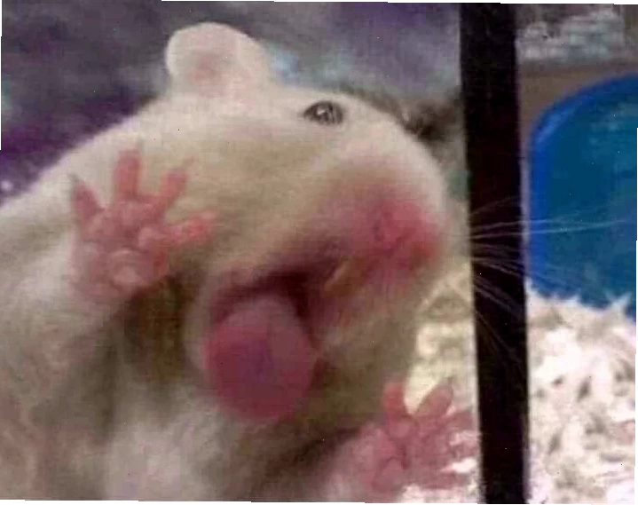 mlem meme cat hài