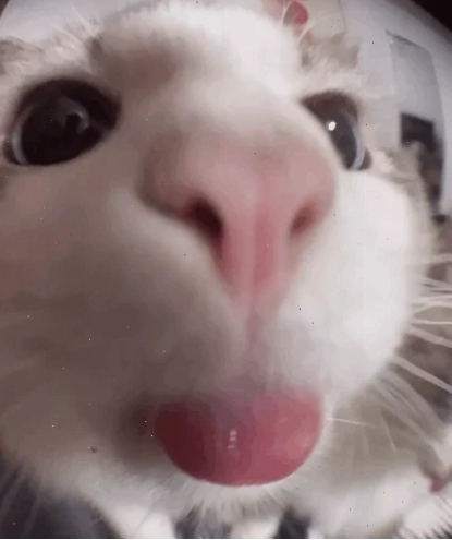 mlem meme chú mèo dễ thương
