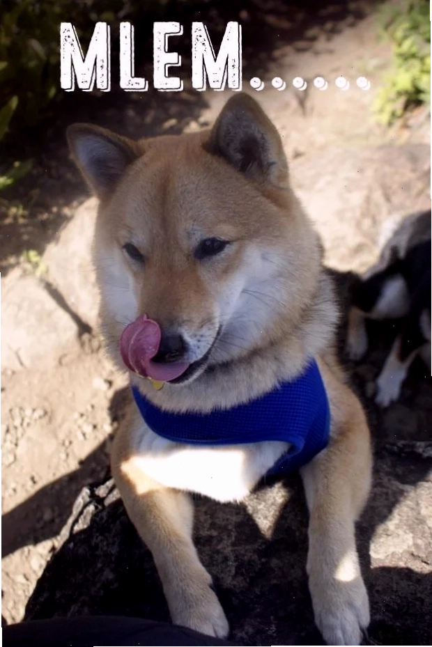 mlem meme gif vui nhộn