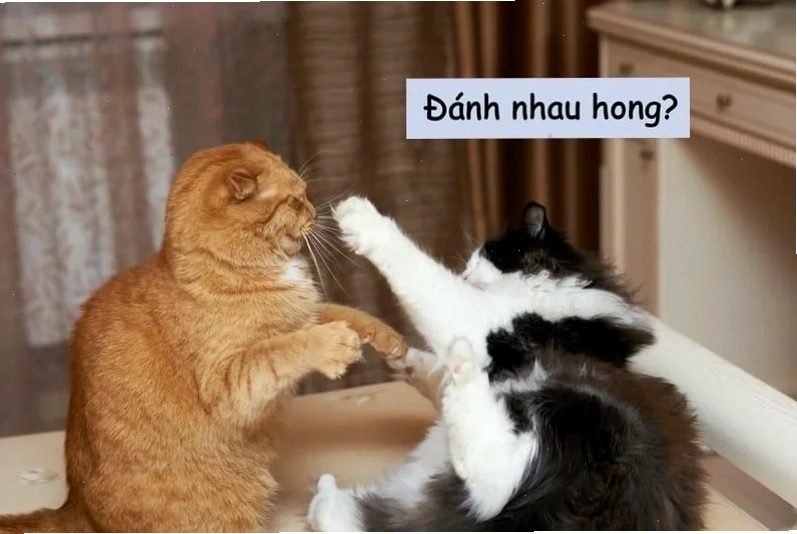 mô tả đánh nhau meme