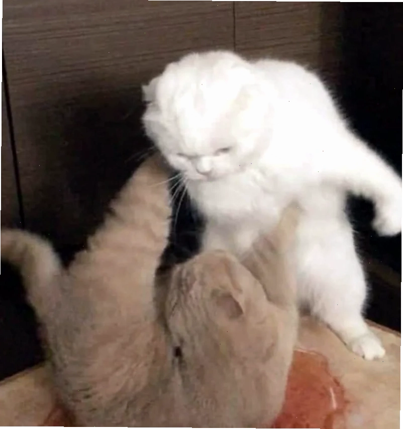 mô tả đánh nhau meme