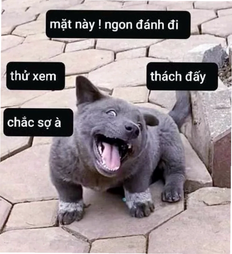 mô tả đánh nhau meme