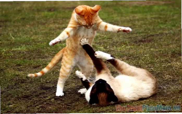 mô tả đánh nhau meme
