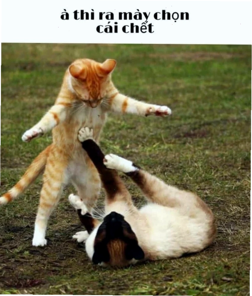 mô tả đánh nhau meme
