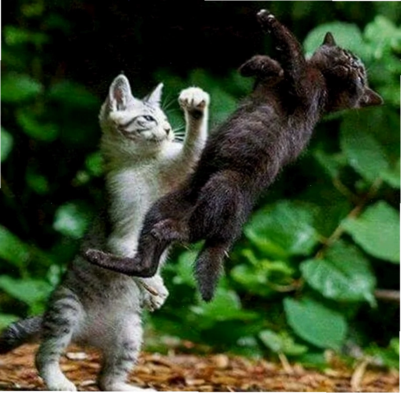 mô tả đánh nhau meme