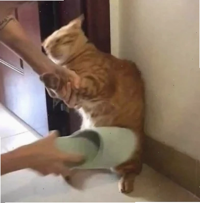 mô tả đánh nhau meme