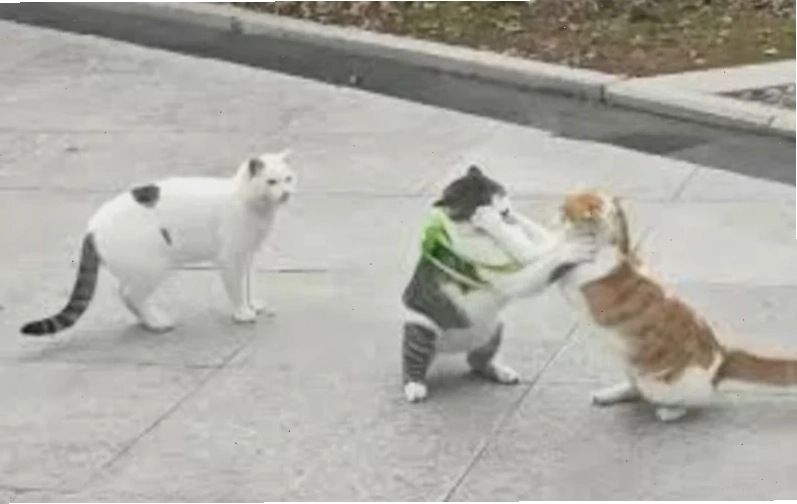 mô tả đánh nhau meme
