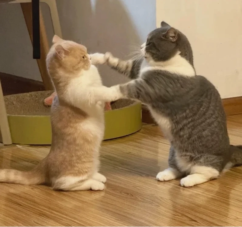 mô tả đánh nhau meme