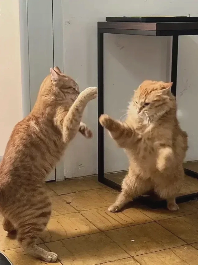 mô tả đánh nhau meme