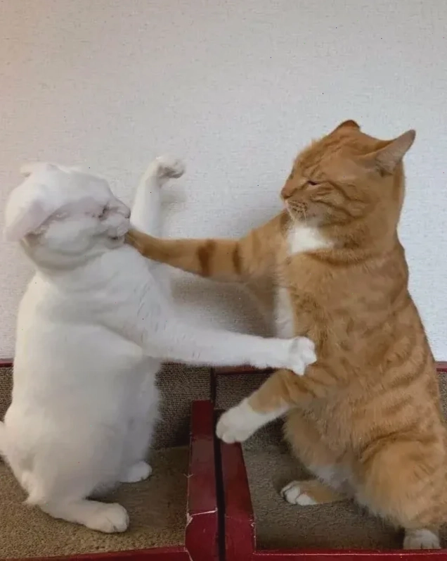 mô tả đánh nhau meme