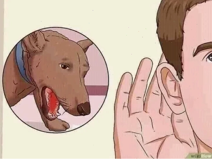 Một chú chó đang há miệng sủa đầy biểu cảm làm meme chó sủa