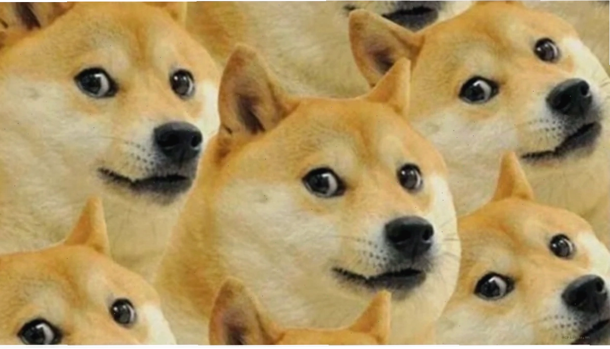 Một chú mèo đang làm mặt xấu để làm ảnh bìa meme hài