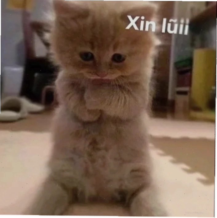 Một chú mèo đáng thương với dòng chữ meme xin lỗi chân thành