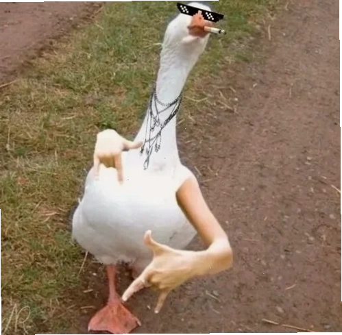 Một chú vịt vàng meme với đôi mắt ngây thơ vô số tội