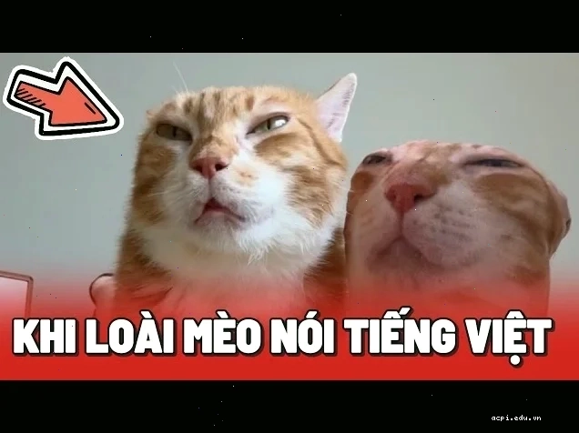 Một meme tieng viet hài hước