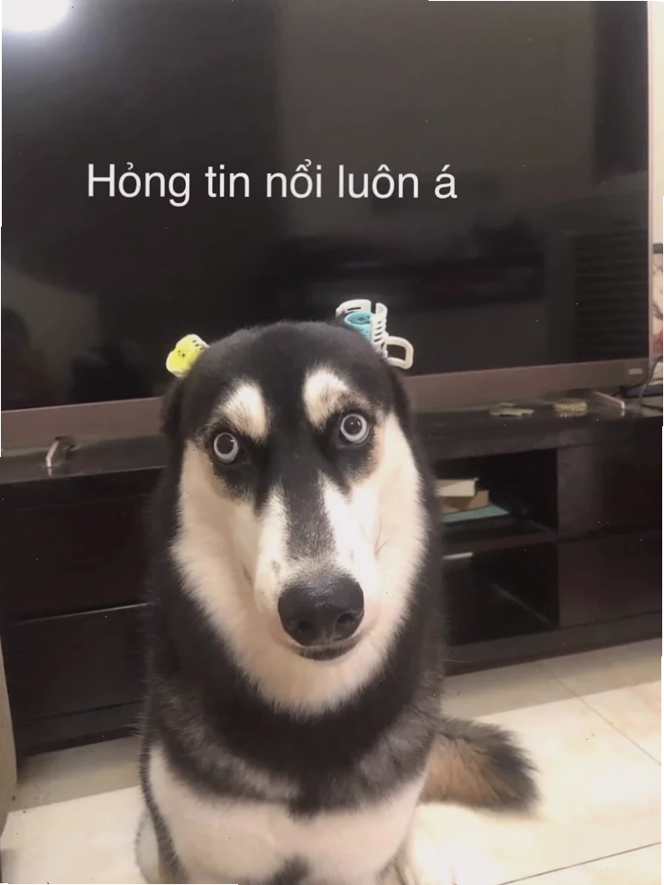 ngáo meme chú mèo lầy