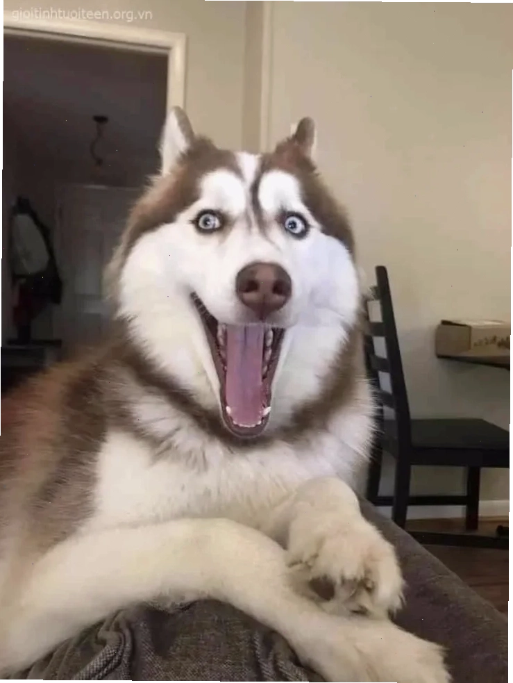 ngáo meme cười dễ thương