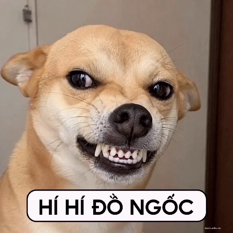 ngáo meme Kakashi