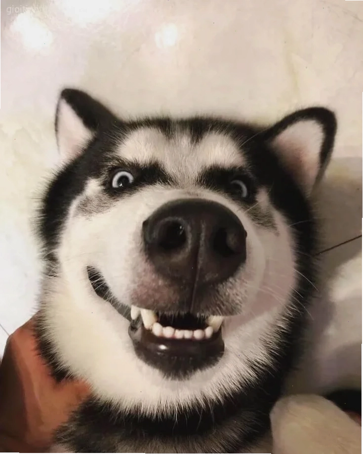 ngáo meme mặt cười