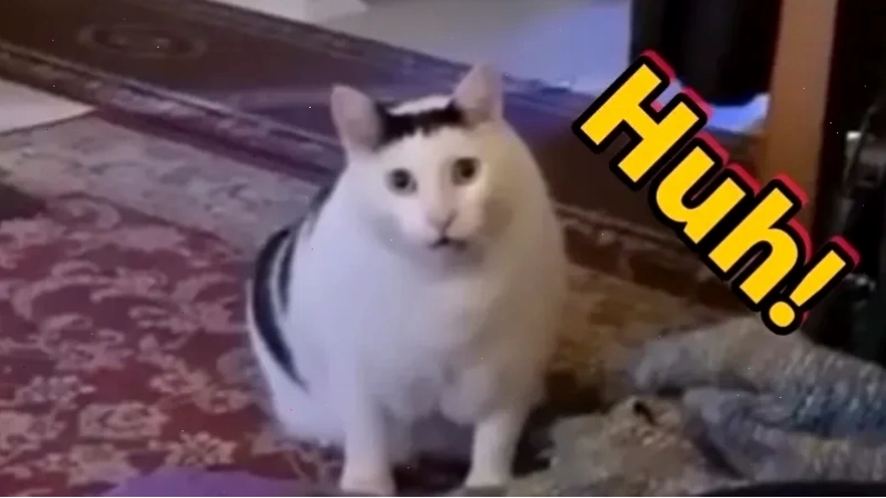 ngáo meme mèo hài hước