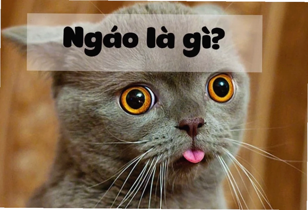 ngáo meme mèo ngơ ngác