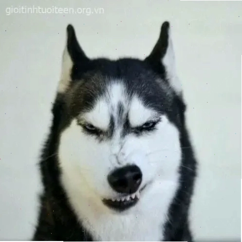 ngáo meme người bạn thân
