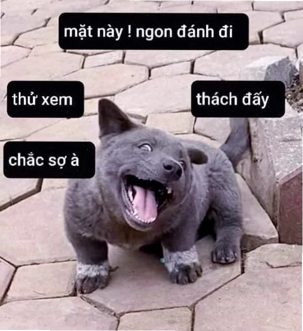 ngáo meme vô nghĩa