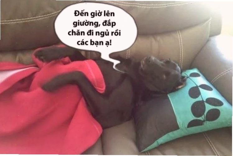 ngu meme cười