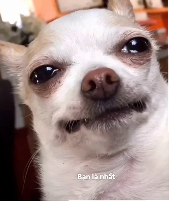 người đàn ông bất lực meme làm việc nhà