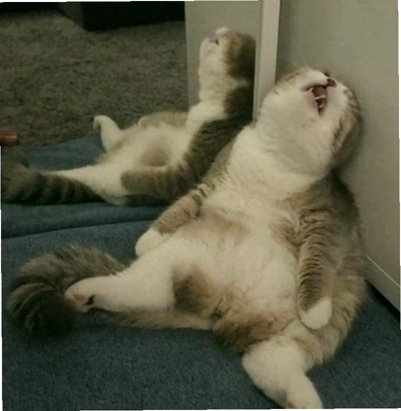 người đàn ông bất lực meme tết