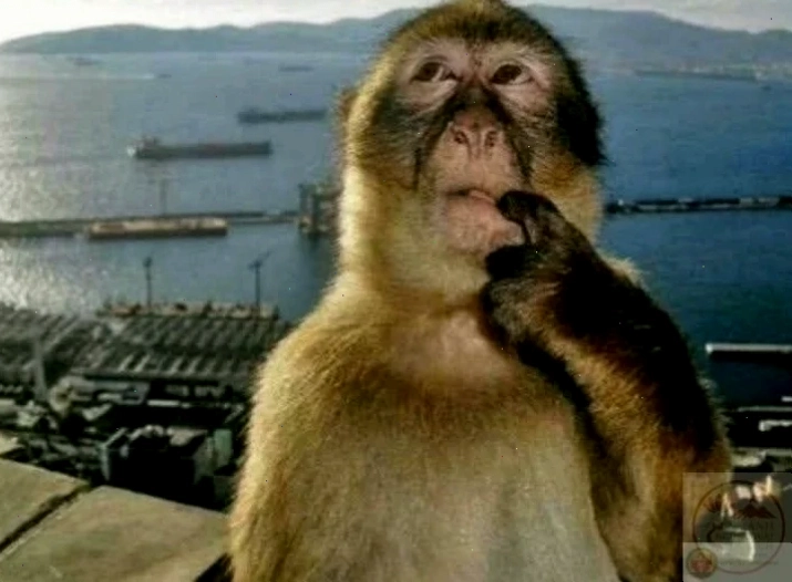 người tối cổ meme chill