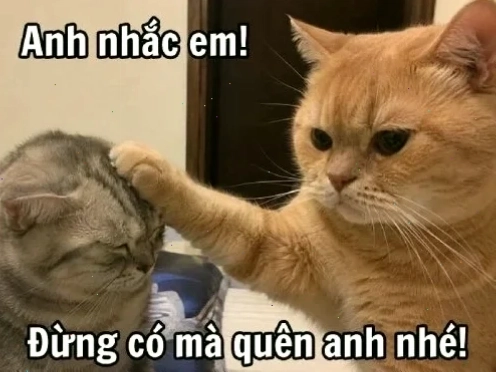 Nhạc memes cực bựa