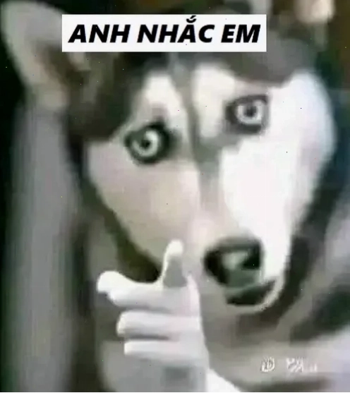 Nhạc memes party