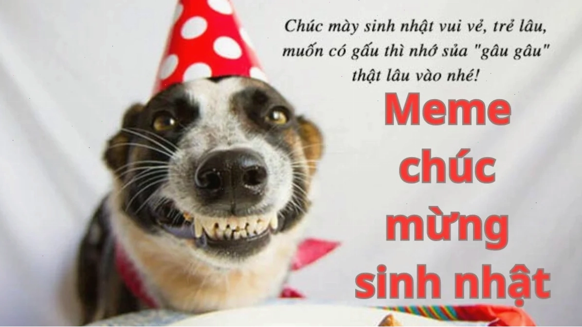 nhạt meme chất
