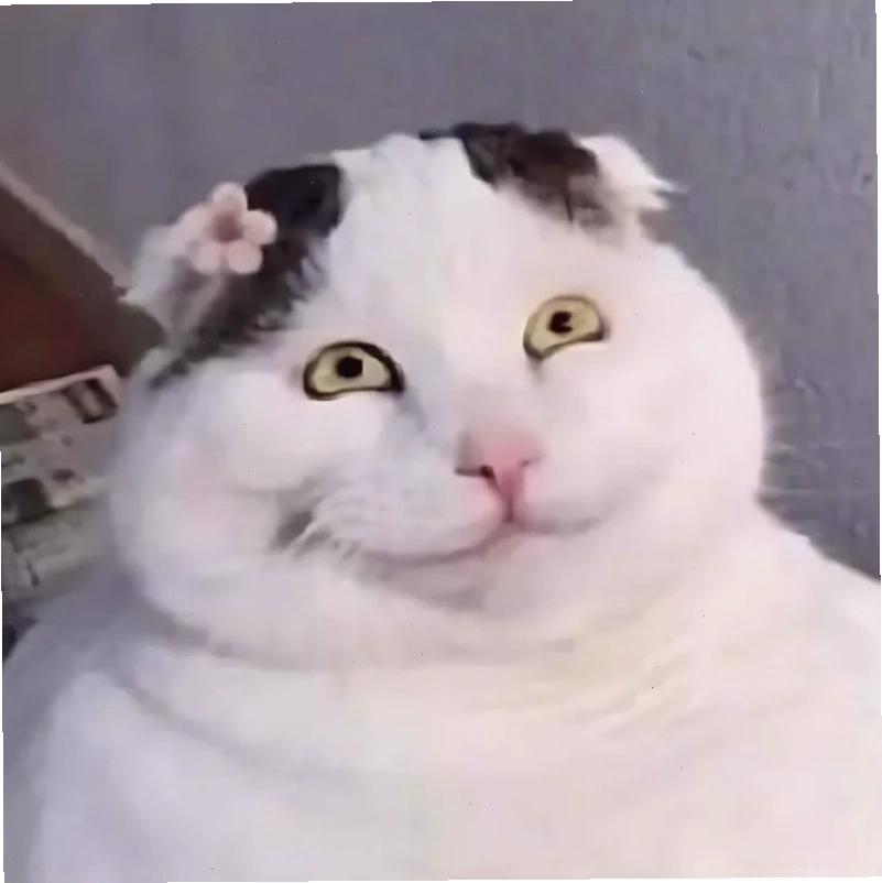 nhếch mép meme mèo cười đểu