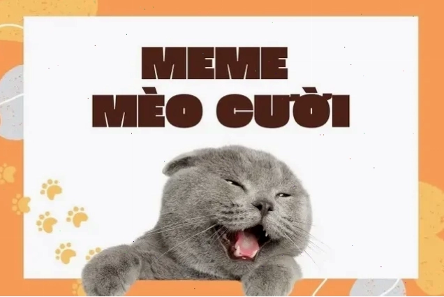 nhếch mép meme mèo cười đểu