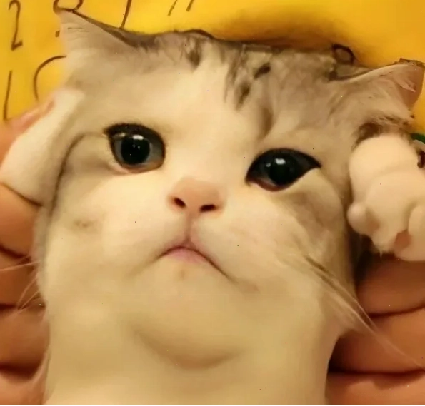 nhức đầu meme cô gái
