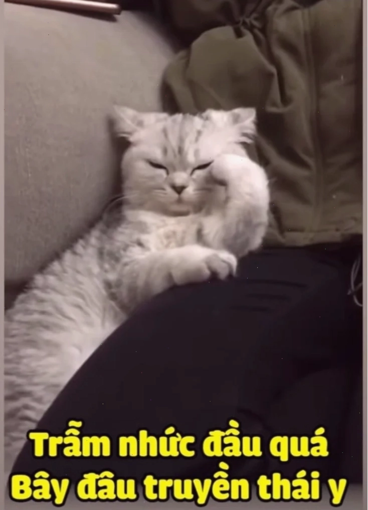 nhức đầu meme ngủ gục