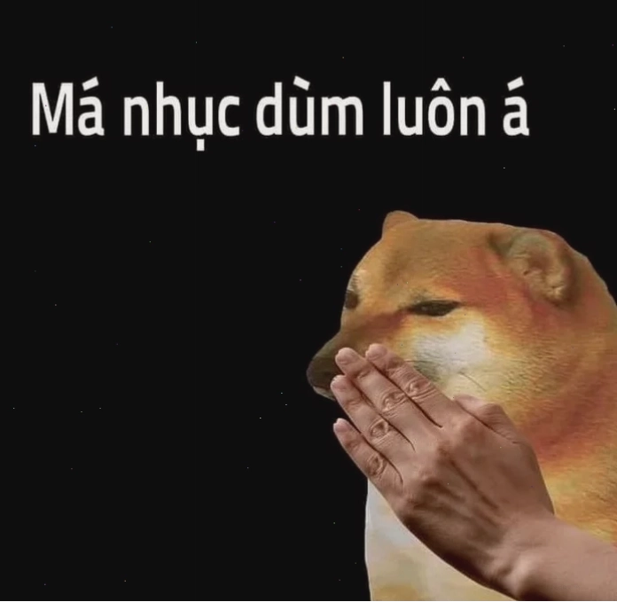nhục meme mèo cute