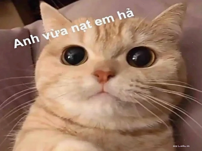 Phân loại meme là gì trên facebook
