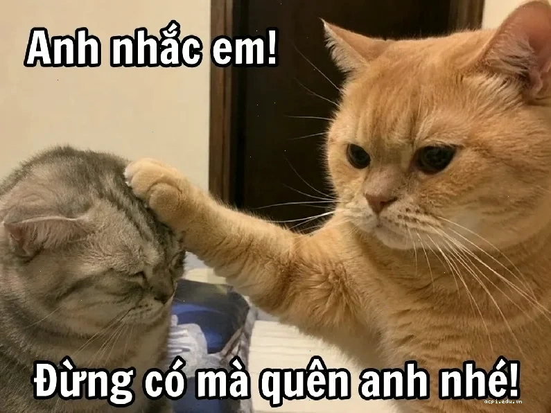Phần mềm chỉnh sửa nhacj meme