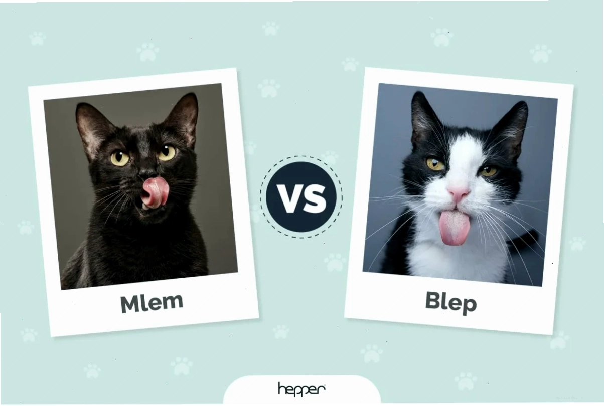 phản ứng với mlem meme