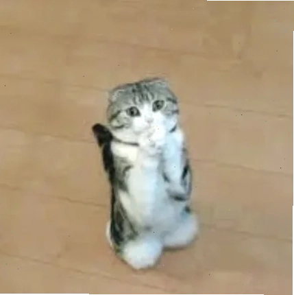quỳ meme học sinh