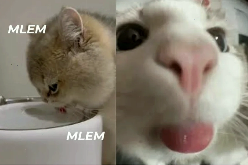 quy trình tạo mlem meme