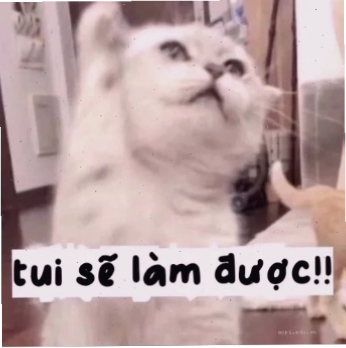quyết tâm meme